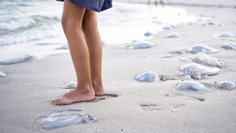 Quallen auf Sylt: Diese Arten sind gefährlich