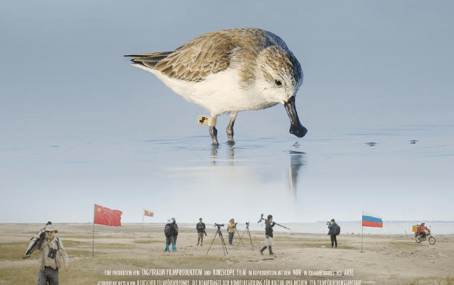 Nordsee-Update: Sylter Filmpremiere in der Kinowelt Westerland: „Saving Spoonie“ – Ein kleiner Vogel schreibt große Naturschutz-Geschichte