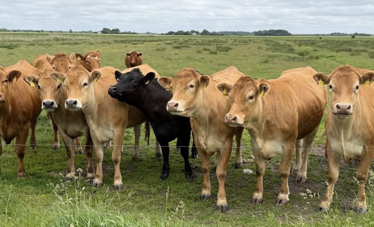 Insel aktuell: Sylt arbeitet an Tourismusstrategie: 759 Menschen bringen sich ein