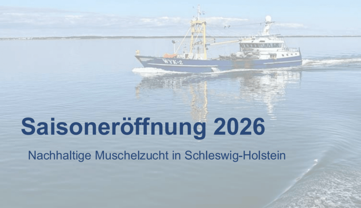 Insel aktuell: Muschelsaison 2026 gestartet: Zwischen Premium-Qualität, Wehmut und neuen Hürden