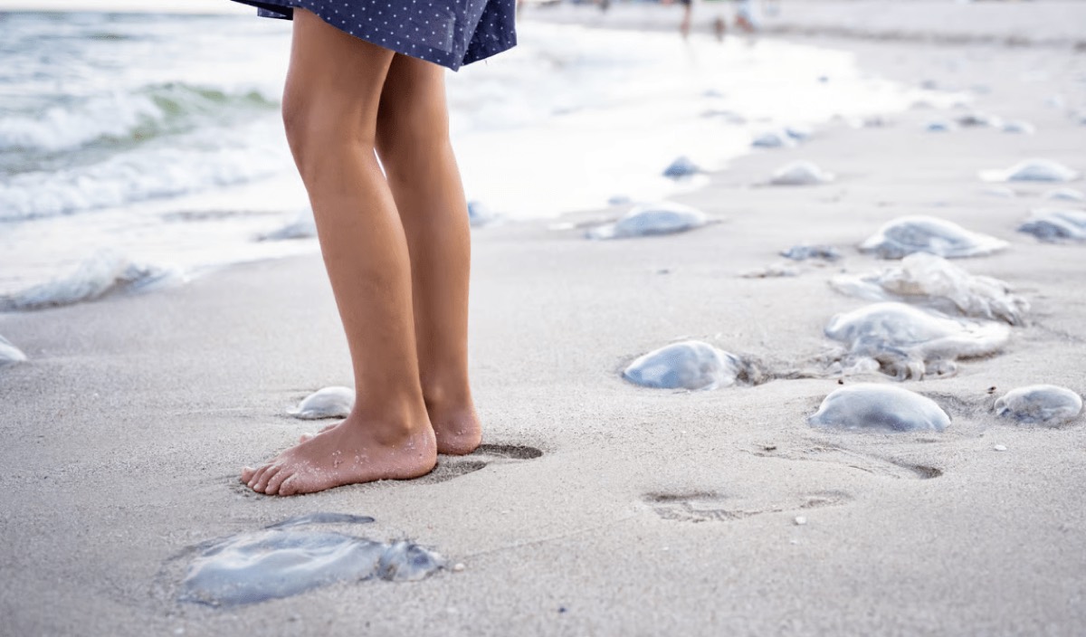 Quallen auf Sylt: Diese Arten sind gefährlich